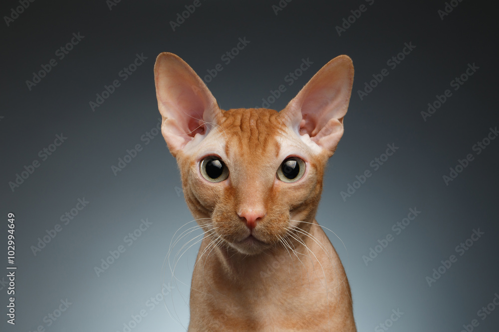 Obraz premium Closeup Funny Ginger Sphynx Cat Curiously Looking in camera on background