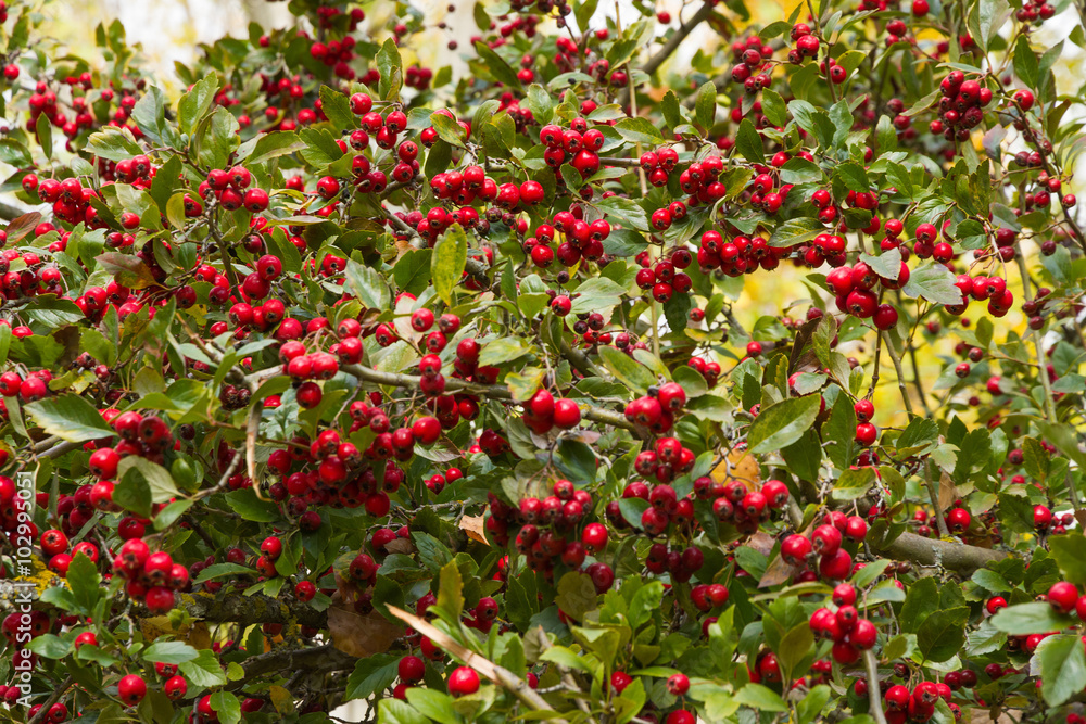 Ramas de Majuelo con Frutos Rojos - Arbusto de Majuelo o Espino Navarro ( Crataegus laevigata ) repleto de frutos rojos.