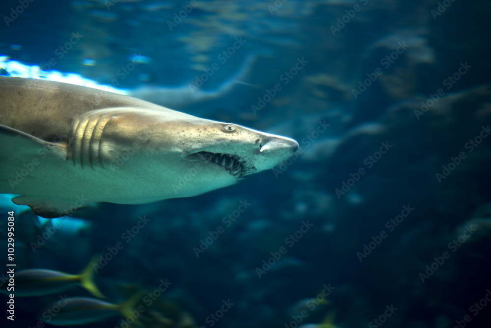 Obraz premium Great White Shark Carcharodon Carcharias