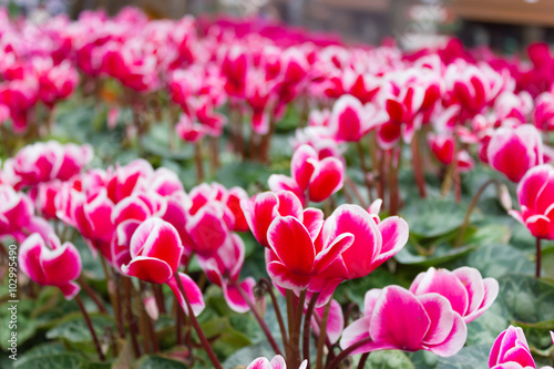 Close up of colorful variegated white and pink cyclamen flowers