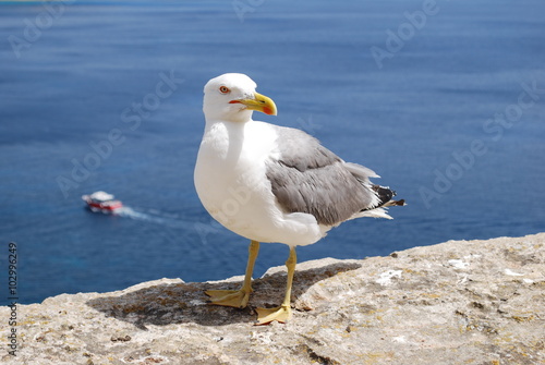 Seagull, Corsica island.