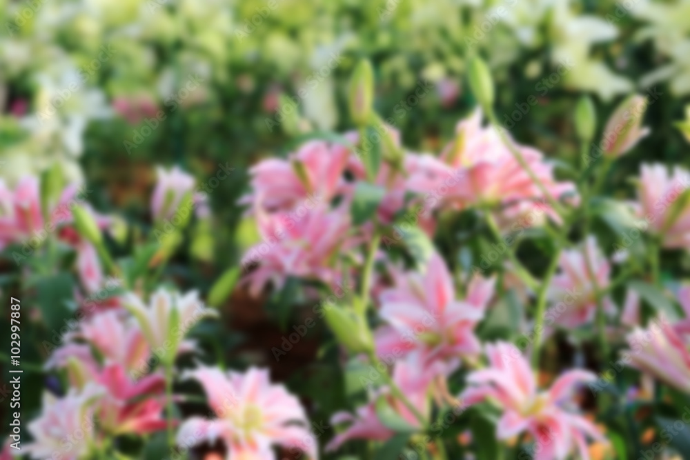 Blurred scene of pink lily flowers in garden. Blurred scene of pink lily flowers in garden.