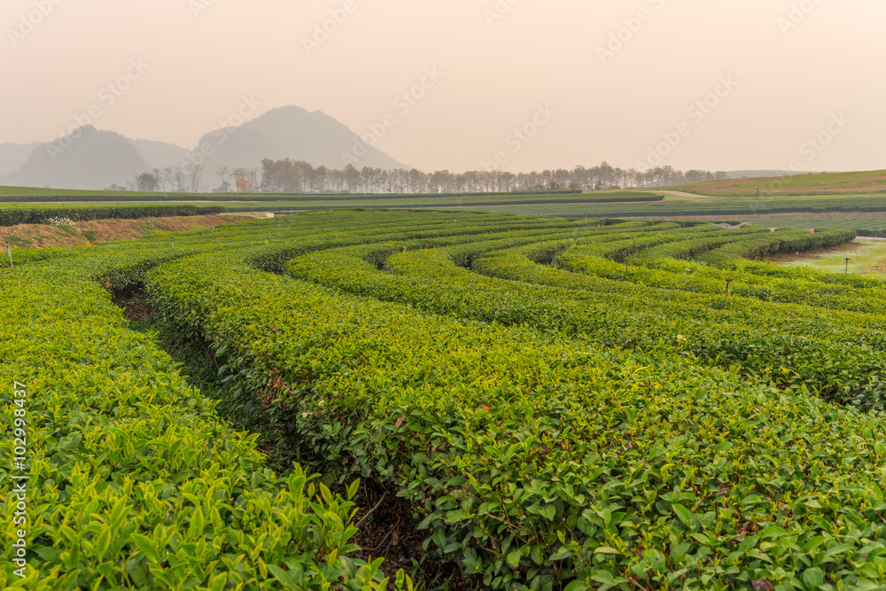 Green tea curve and mountains