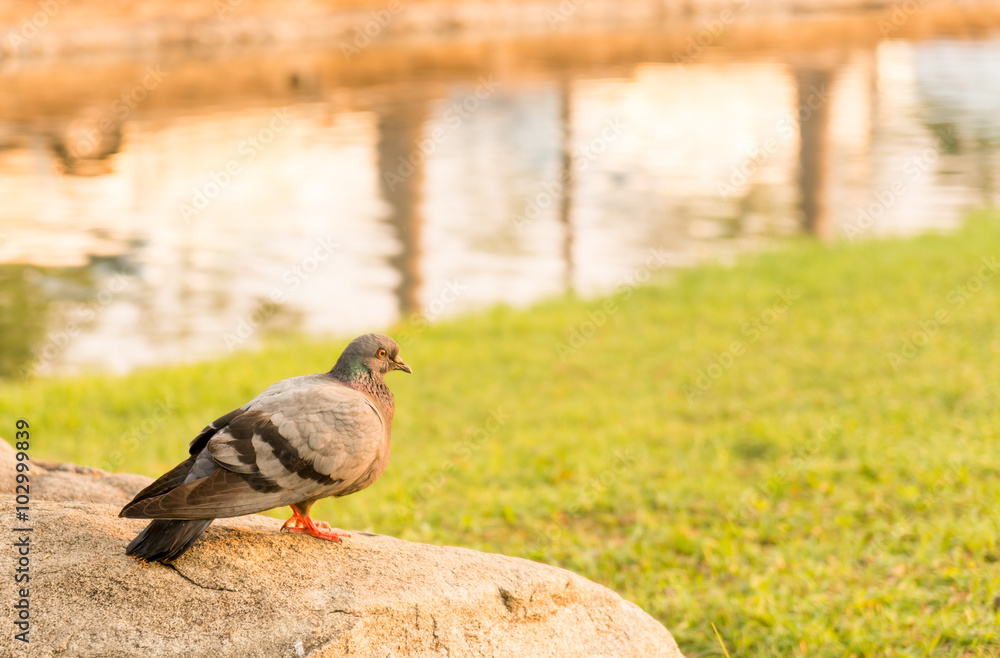 Obraz premium Pigeons perch on rocks at park