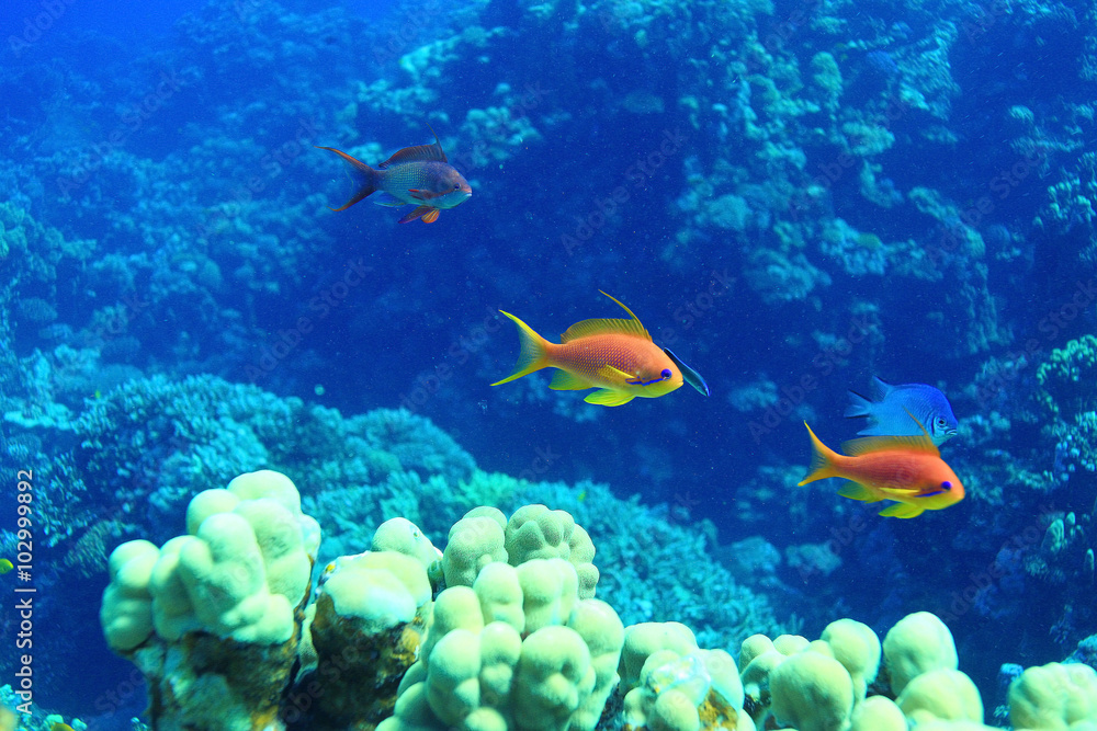 Fototapeta premium coral fish underwater background