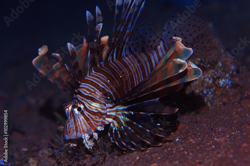 fish lionfish underwater portrait photo