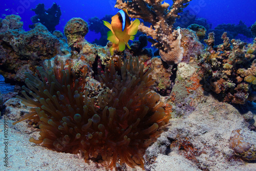 Fototapeta Naklejka Na Ścianę i Meble -  anemone fish, clown fish, underwater photo
