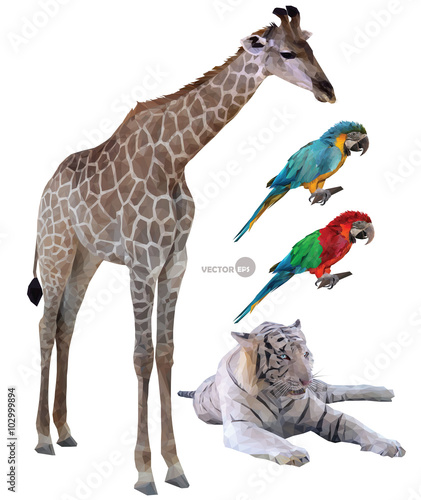 Fototapeta Naklejka Na Ścianę i Meble -  set of vector illustration of wild animals in tropical countries a
giraffe, white tiger, parrots realistic in polygonal (low poly) origami style.