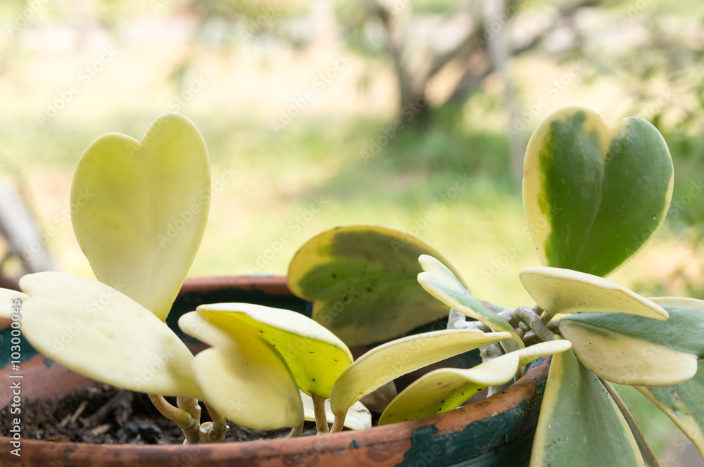 Hoya kerrii Craib in pot (Heart shaped plant), Sweetheart Hoya Hoya kerrii Craib in pot (Heart shaped plant), Sweetheart Hoya