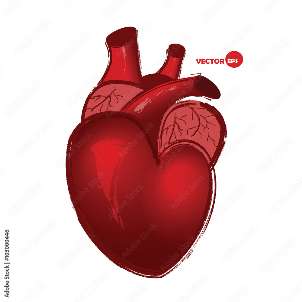 Anatomical human heart on white background, drawing in cartoon style.  Realistic red heart, vector illustration. Valentine's Day greeting card  with real heart sketch. Biology and anatomy scetch. Stock Vector | Adobe  Stock