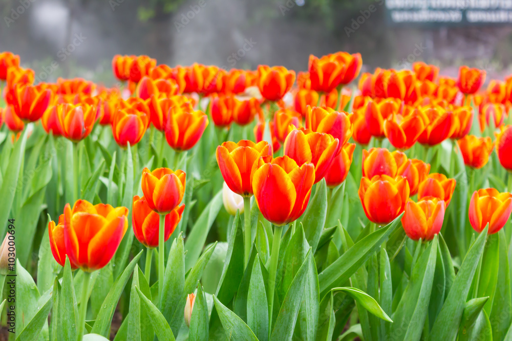 Obraz premium Red, Orange tulips in the garden