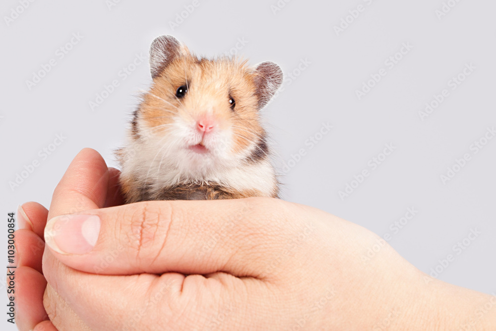 little hamster in the hands of man little hamster in the hands of man