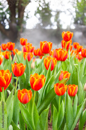 Red  Orange tulips in the garden