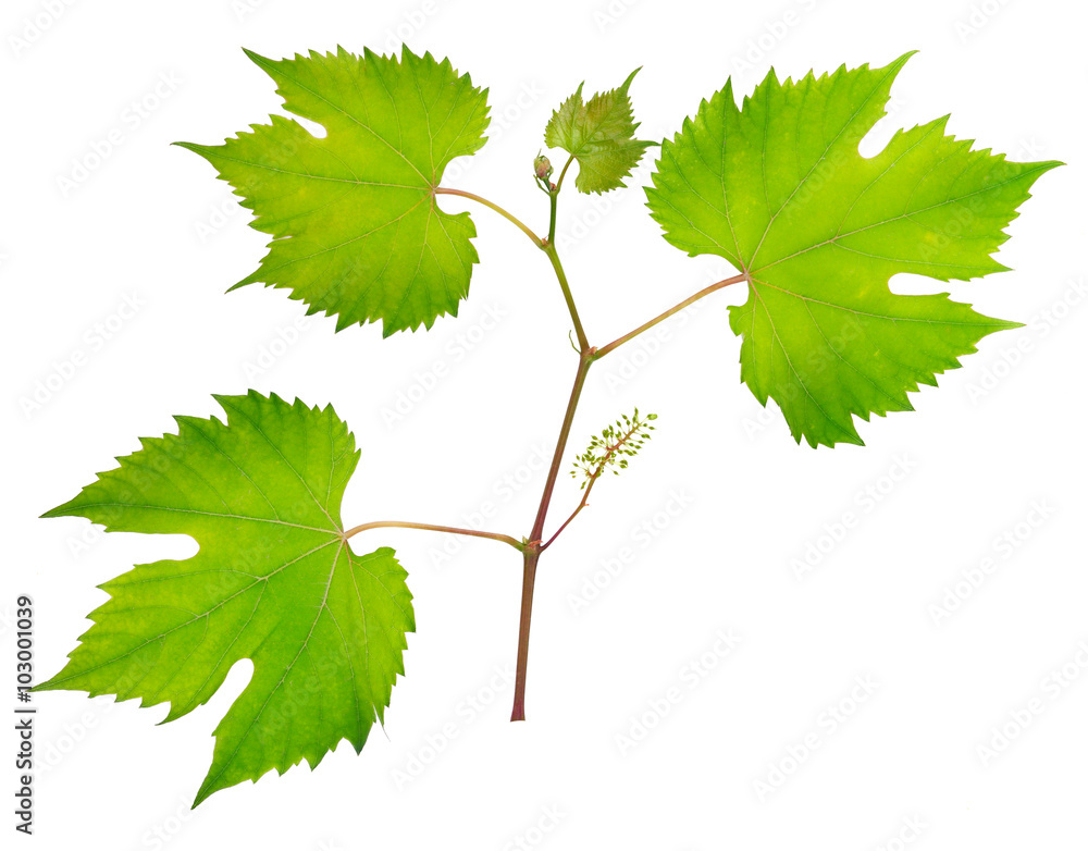 fresh grape leaves fresh grape leaves