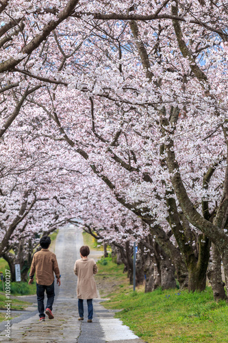 桜のアーチ＠佐賀県武雄市