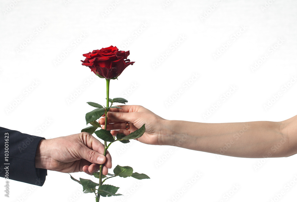 Obraz premium hand holding a single red rose white background