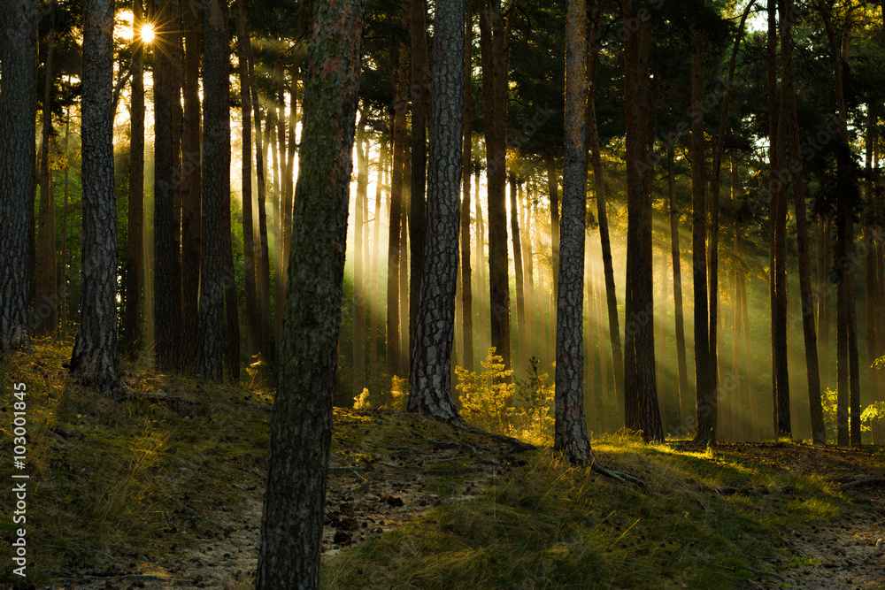 Fototapeta Sonnenstrahlen im Wald, Harz in Deutschland