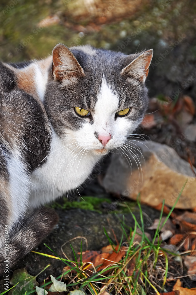 nice cat outside nice cat outside