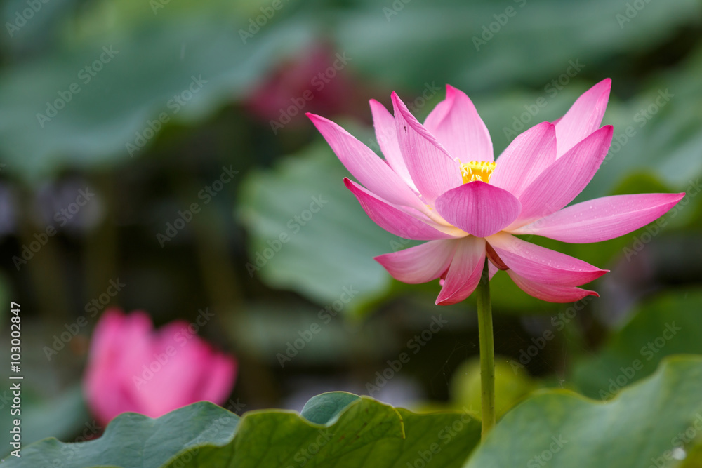 Obraz premium 蓮の花