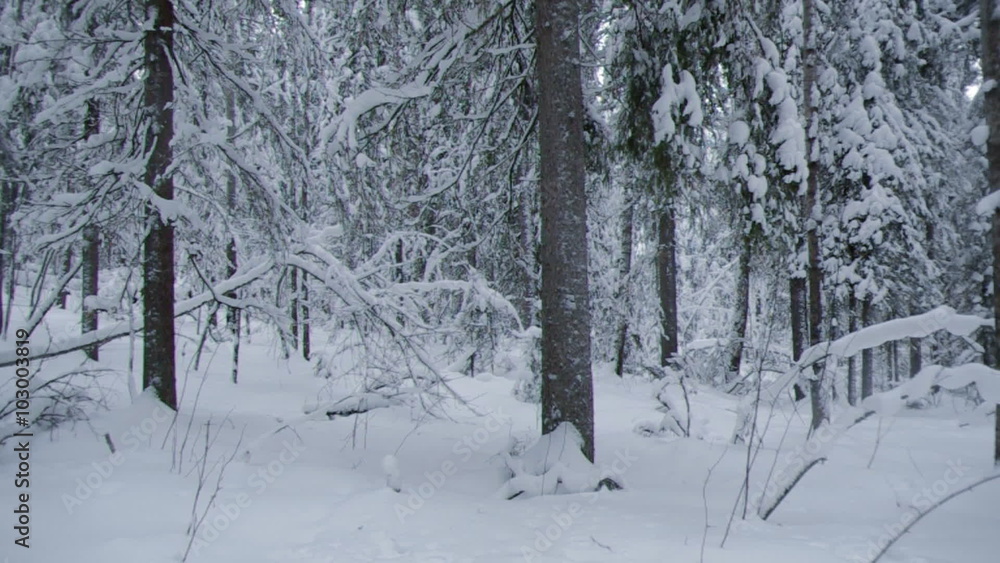 snowfall .Winter landscape.Winter beauty scene.
snowfall .Winter landscape.Winter beauty scene.