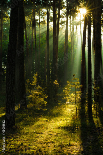 Sonnenstrahlen im Wald, Harz in Deutschland © kentauros