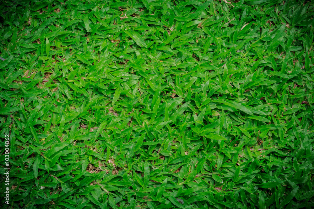 Natural background - green grass texture Natural background - green grass texture