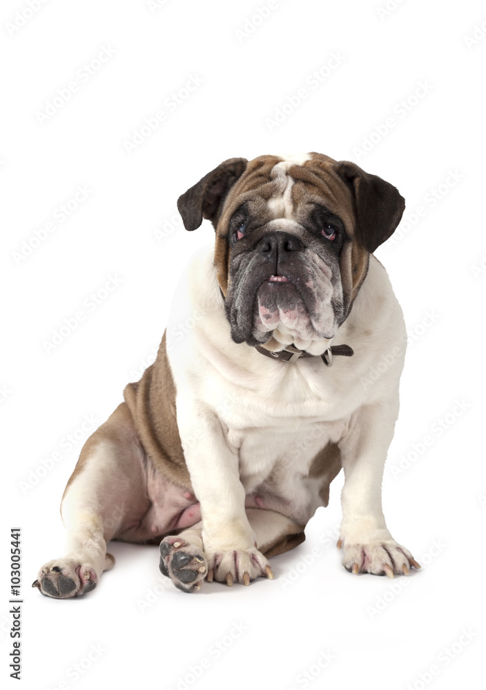 Portrait of English Bulldog over white