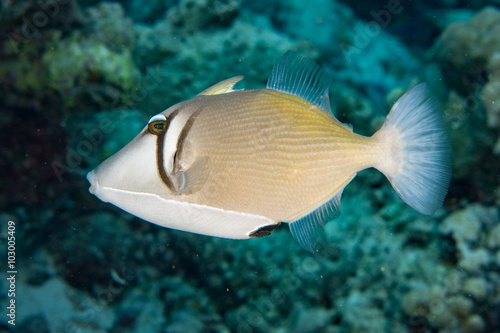 conspicillum clown trigger fish in maldives photo