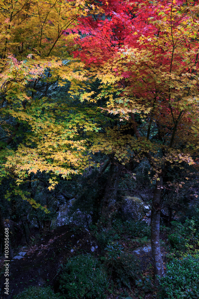 紅葉