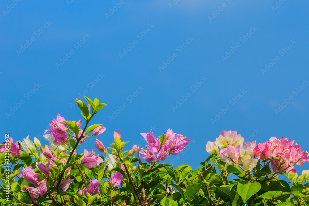 Pink and white blooming bougainvilleas against the blue sky In s Pink and white blooming bougainvilleas against the blue sky In s