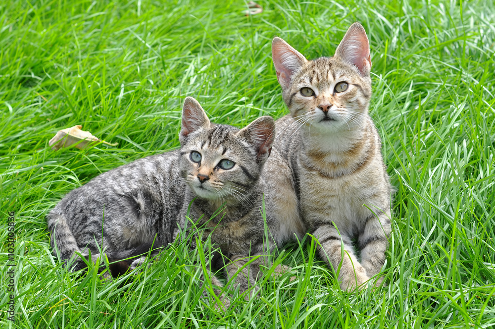 Two funny kittens sitting in the grass, spring