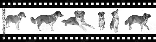 Dog silhouette on movie tape vector illustration. Eps 10