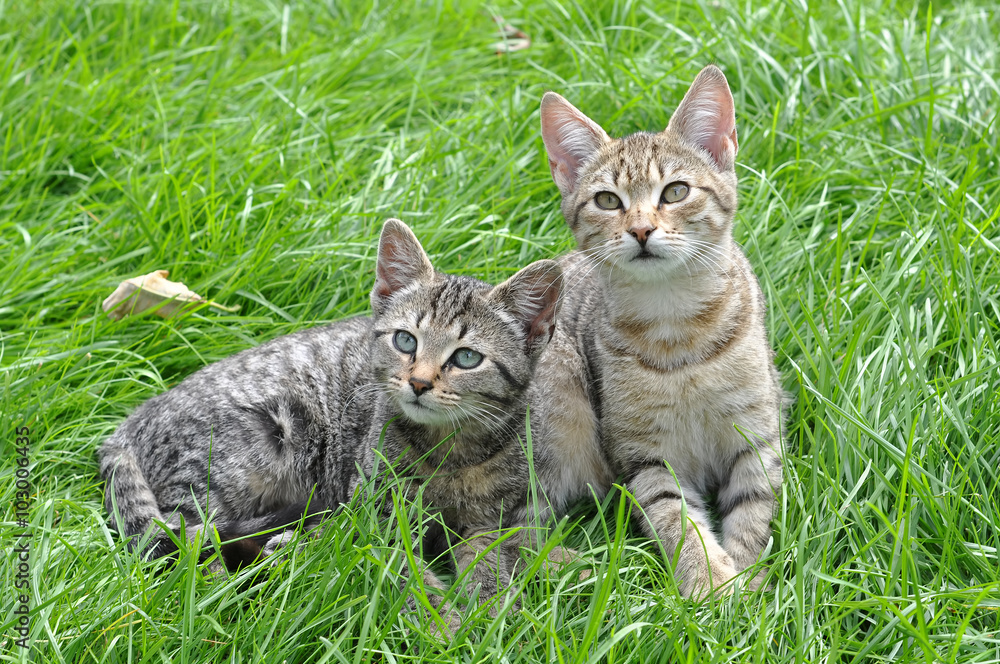 Two funny kittens sitting in the grass, spring