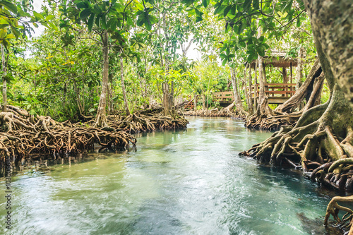 Mangrove Forests