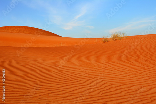 Arabian desert. United Arab Emirates.