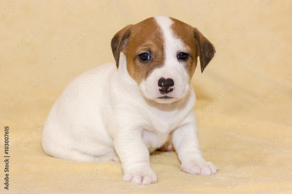 Puppy of jack russell terrier Puppy of jack russell terrier