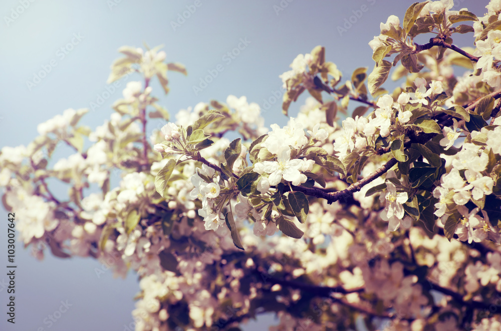Fototapeta premium flowers