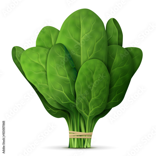 Bunch of fresh spinach close up. Green raw spinach leaves isolated on white background. Qualitative vector illustration for agriculture, vegetables, cooking, health food, gastronomy, olericulture, etc