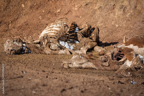 Dead cow on the ground © zorandim75