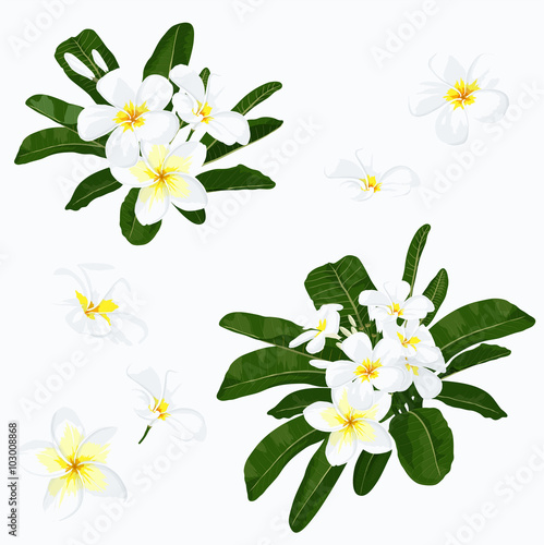 Plumeria flower set