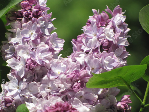 Blooming beautiful lilac flowers in the sky photo