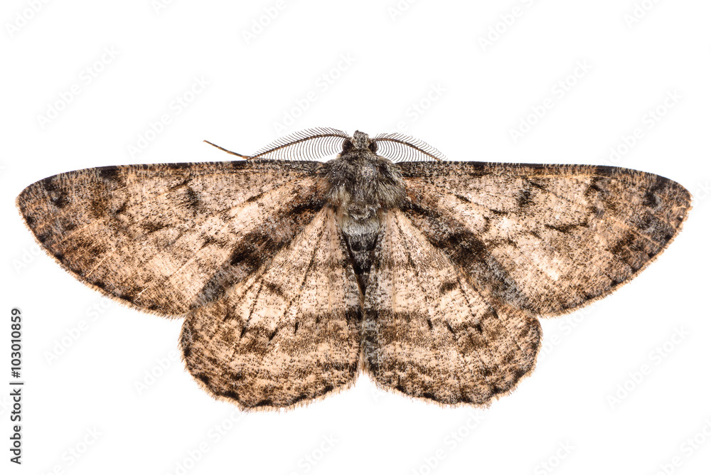 Fototapeta premium Moth with outspread wings isolated on white