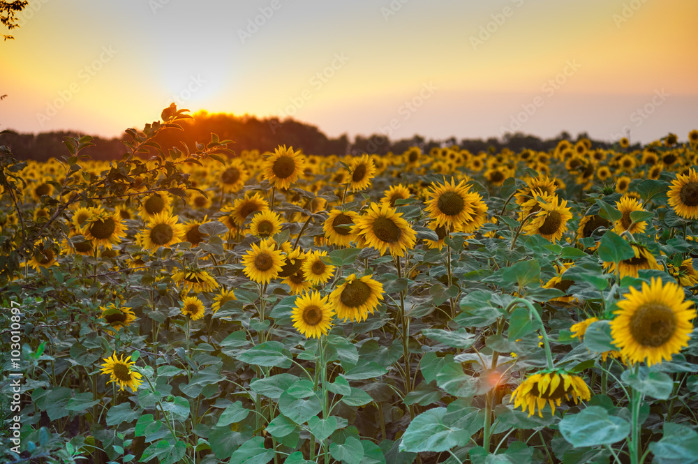 Obraz premium Field of flowers of sunflowers
