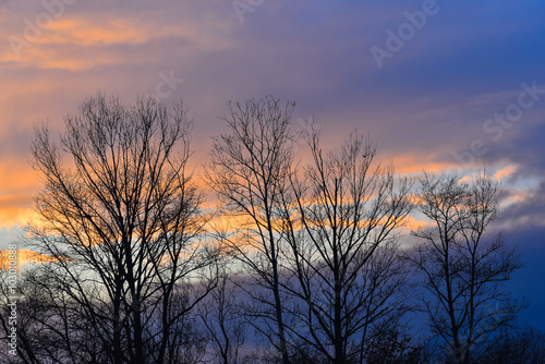Tramonto azzurro cielo con alberi neri