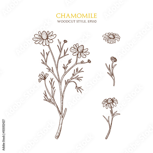 Vector botanical illustration of chamomile on white background. Hand drawn sketch in woodcut style.