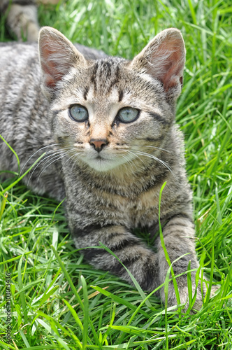 funny Tabby cat with blue eyes lying on green grass
