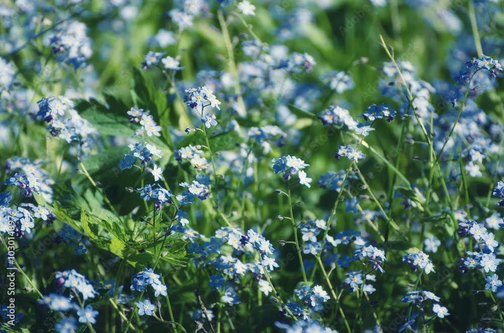 Abstract soft tender pastel floral background from forget-me-not  flowers blossoming in spring time