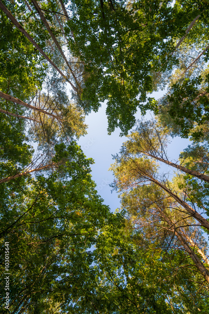 Obraz premium Blick nach oben in einem Wald im Harz, Sachsen-Anhalt in Deutschland