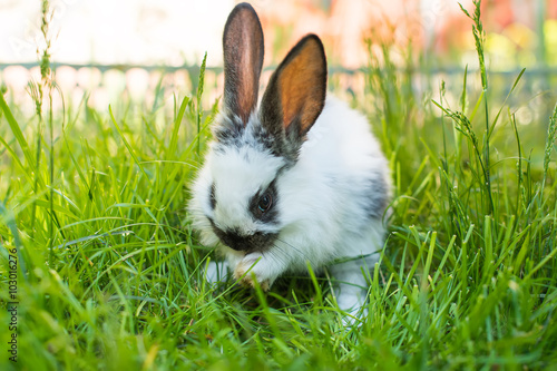 rabbit in the green grass