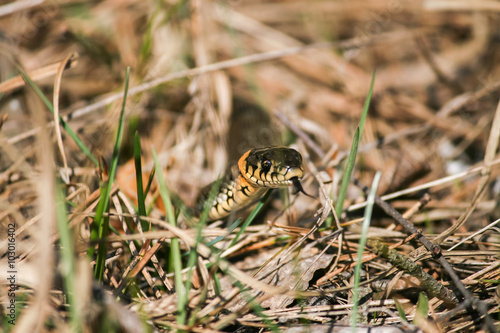 grass snake